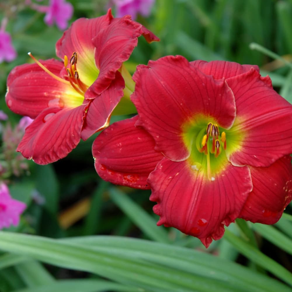 NetPS Plant Finder (www.netpsplantfinder.com)