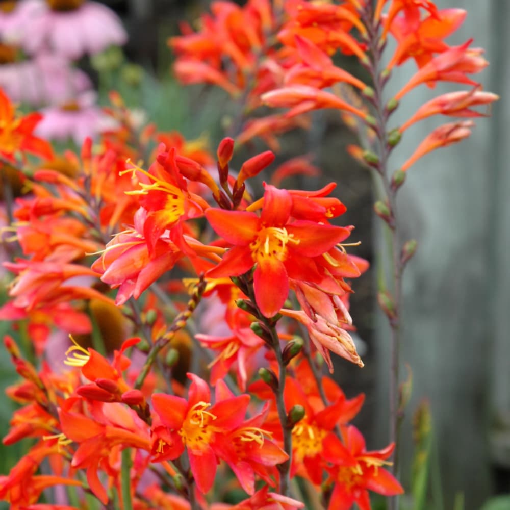 NetPS Plant Finder (www.netpsplantfinder.com)