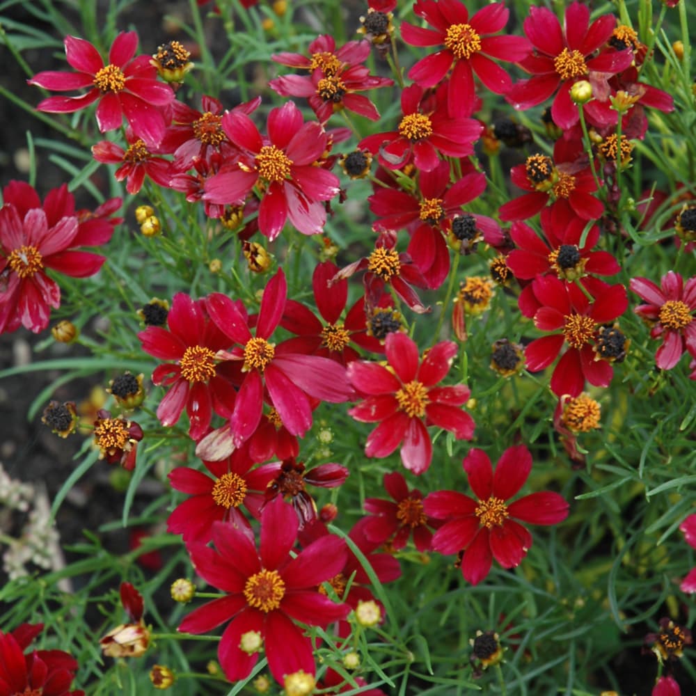 NetPS Plant Finder (www.netpsplantfinder.com)