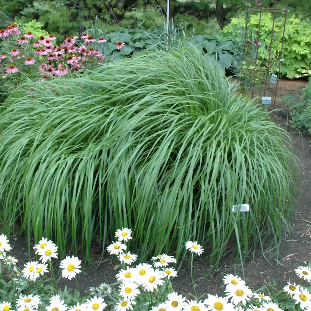 NetPS Plant Finder (www.netpsplantfinder.com)
