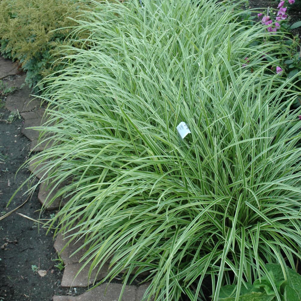 NetPS Plant Finder (www.netpsplantfinder.com)