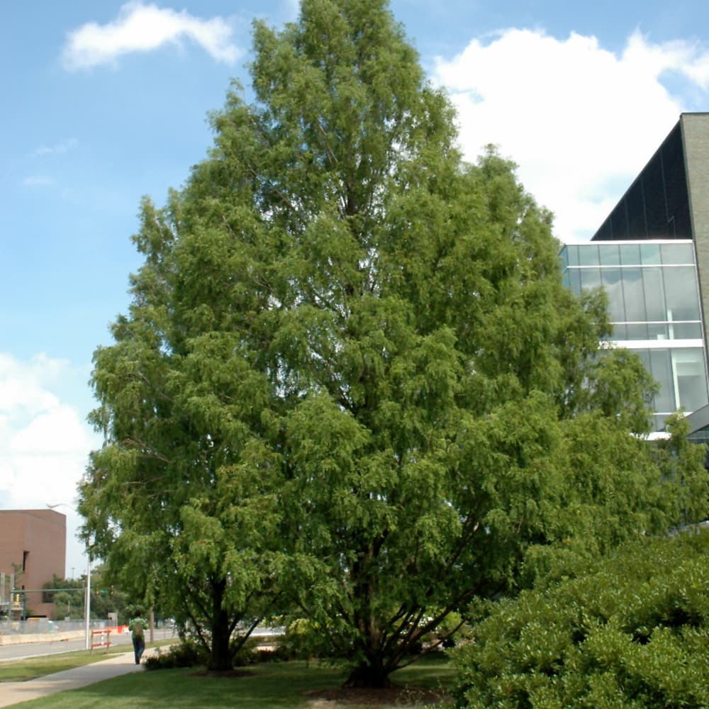 NetPS Plant Finder (www.netpsplantfinder.com)