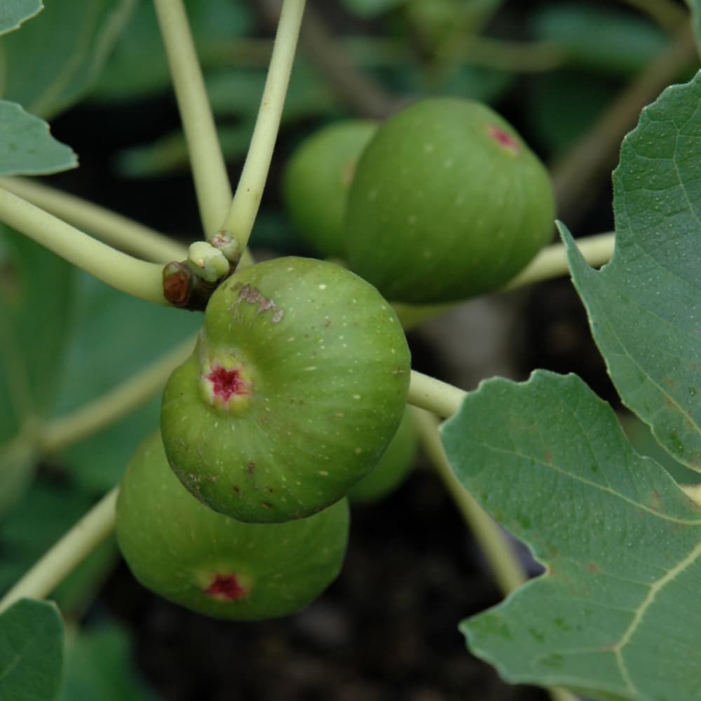 NetPS Plant Finder (www.netpsplantfinder.com)