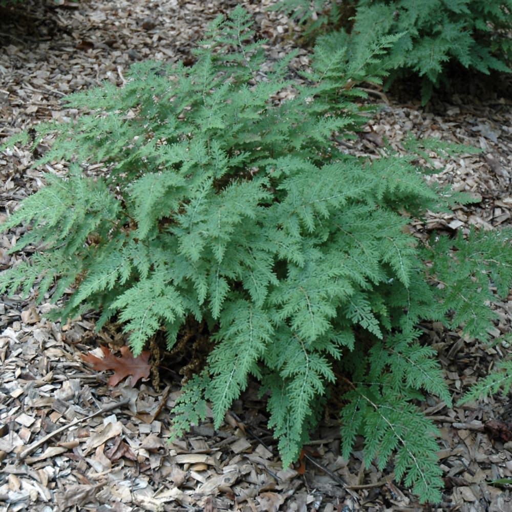 NetPS Plant Finder (www.netpsplantfinder.com)