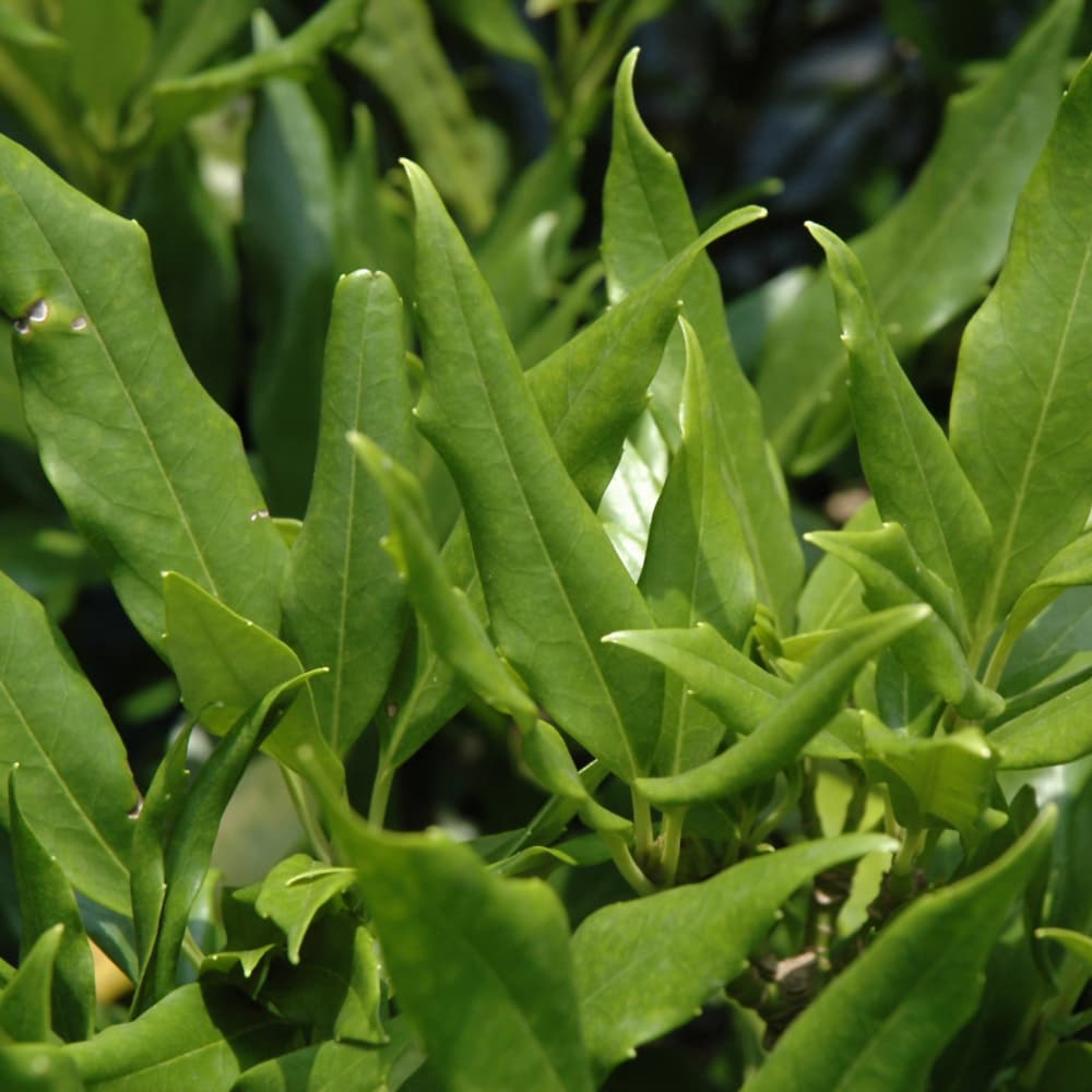 NetPS Plant Finder (www.netpsplantfinder.com)