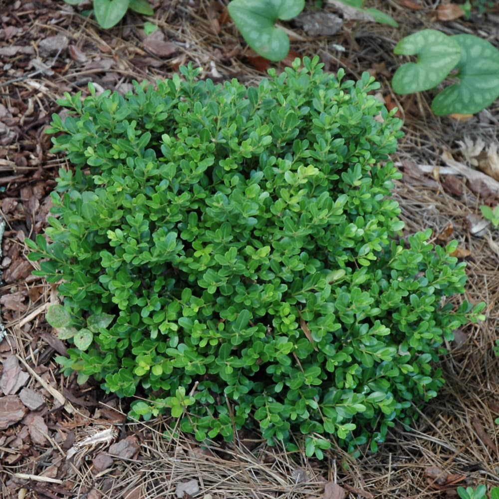 NetPS Plant Finder (www.netpsplantfinder.com)