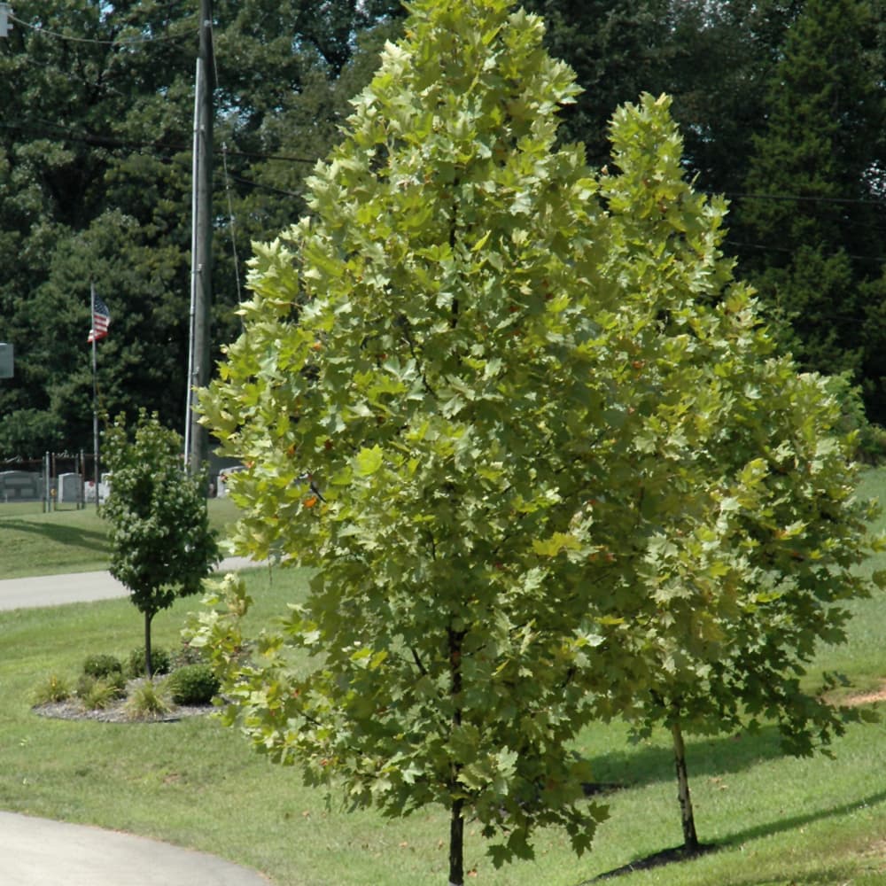 NetPS Plant Finder (www.netpsplantfinder.com)