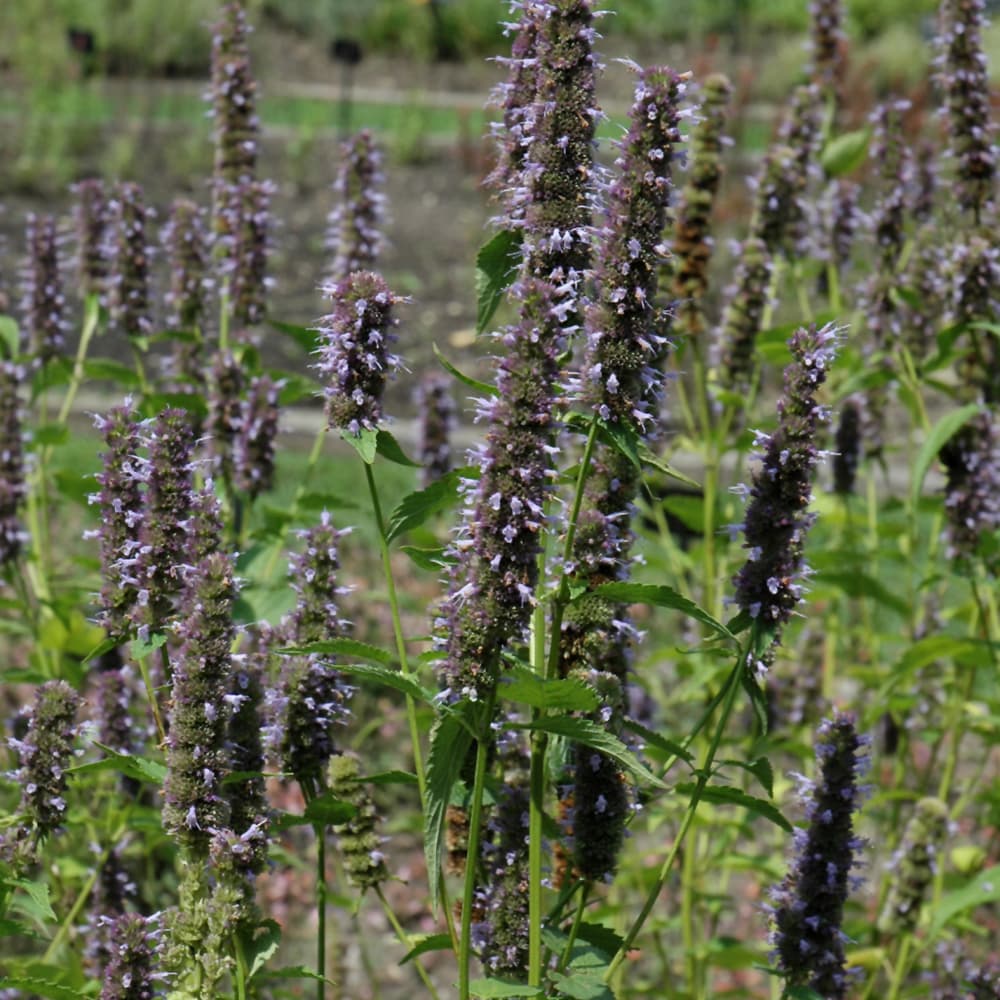 NetPS Plant Finder (www.netpsplantfinder.com)