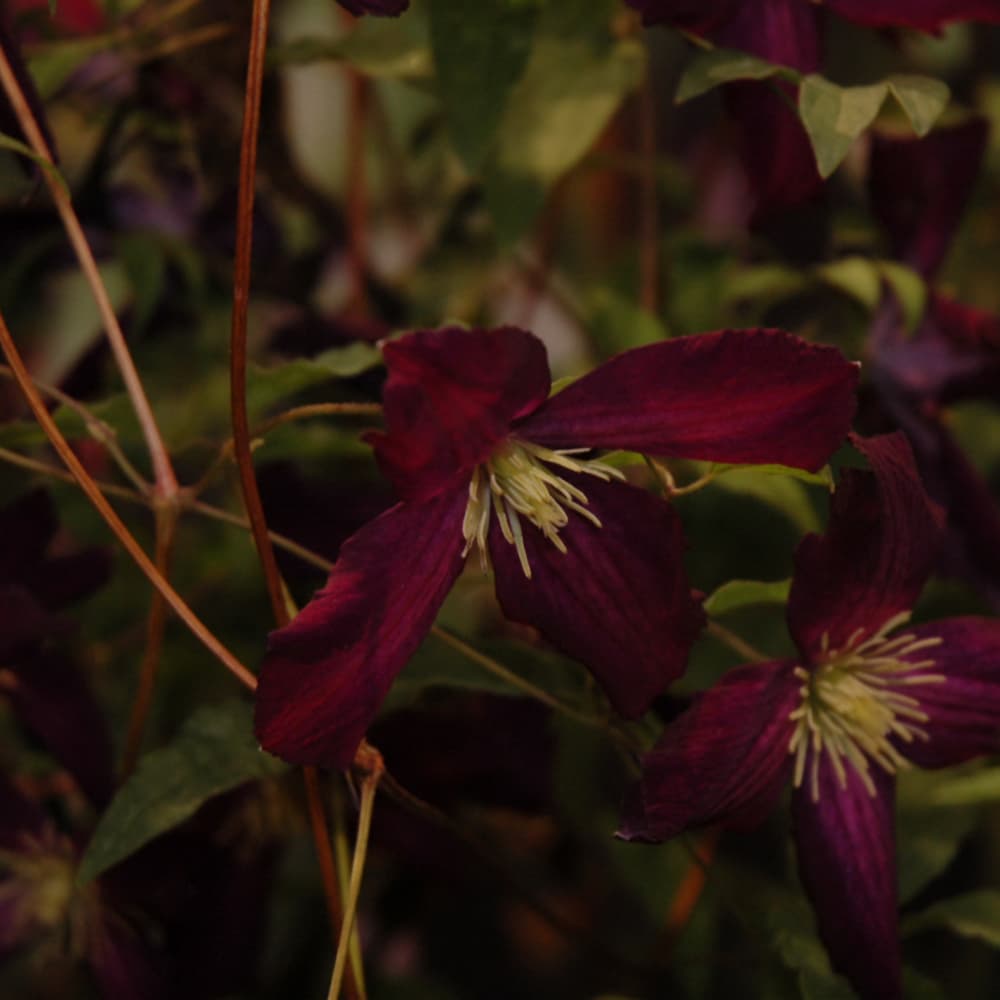 NetPS Plant Finder (www.netpsplantfinder.com)