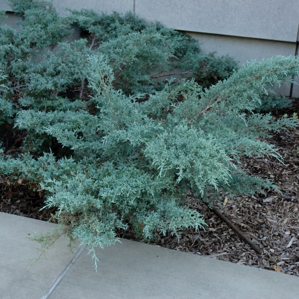 NetPS Plant Finder (www.netpsplantfinder.com)