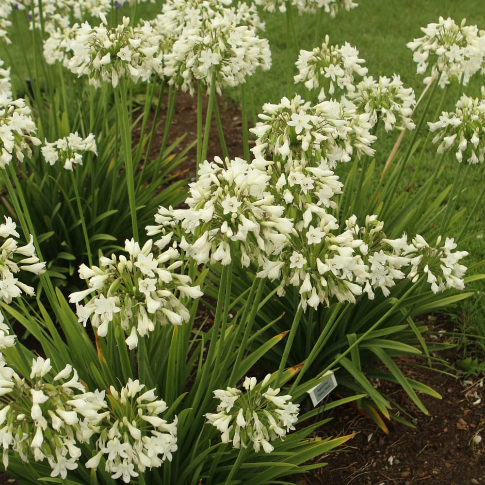 NetPS Plant Finder (www.netpsplantfinder.com)