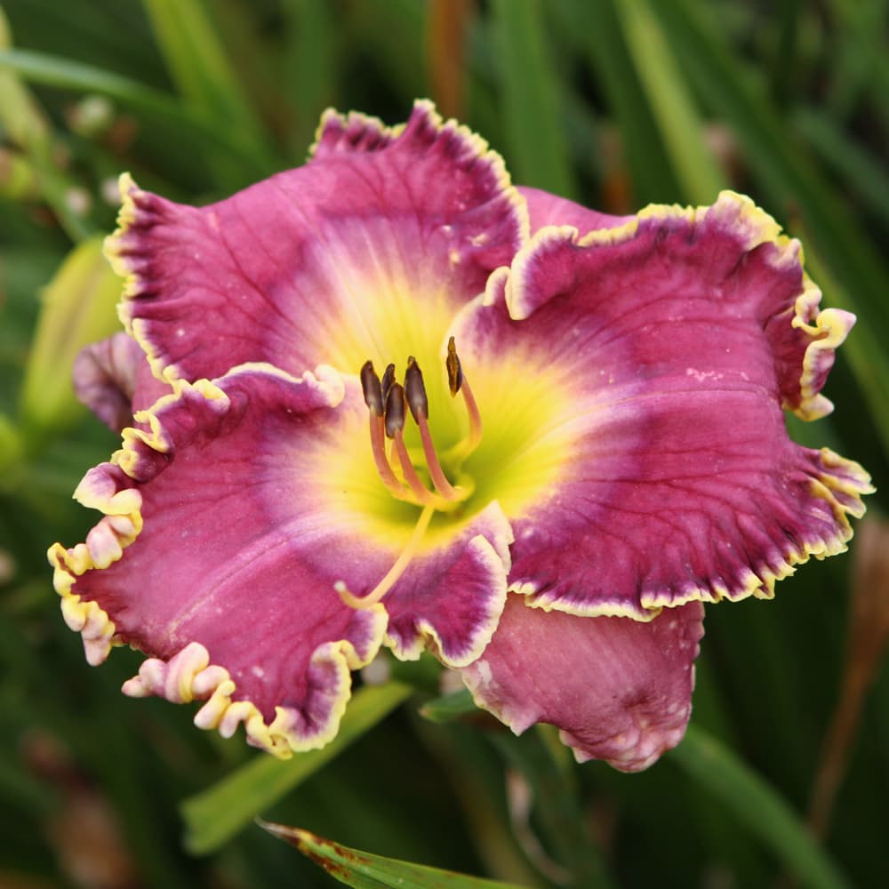 NetPS Plant Finder (www.netpsplantfinder.com)
