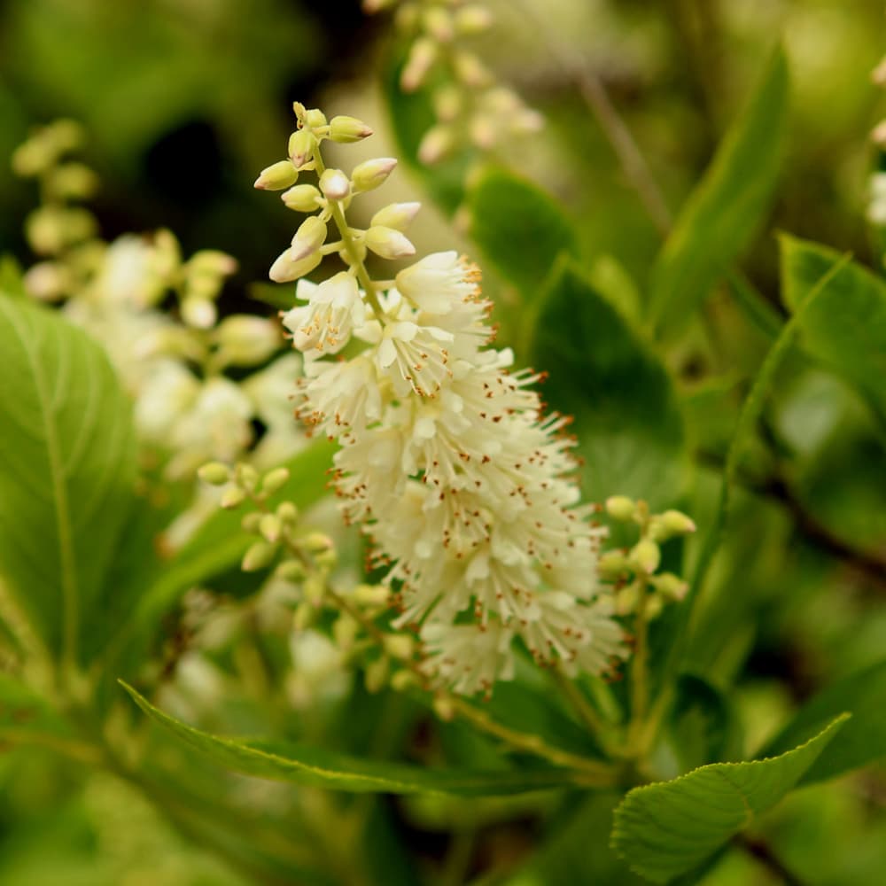 NetPS Plant Finder (www.netpsplantfinder.com)