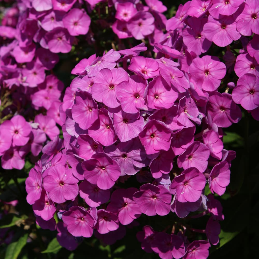 NetPS Plant Finder (www.netpsplantfinder.com)
