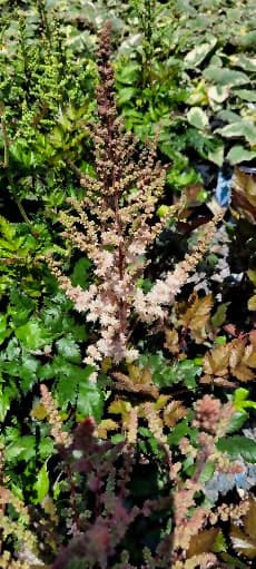 NetPS Plant Finder (www.netpsplantfinder.com)