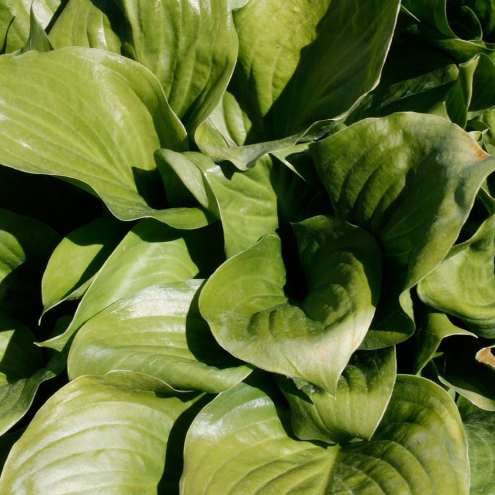 NetPS Plant Finder (www.netpsplantfinder.com)