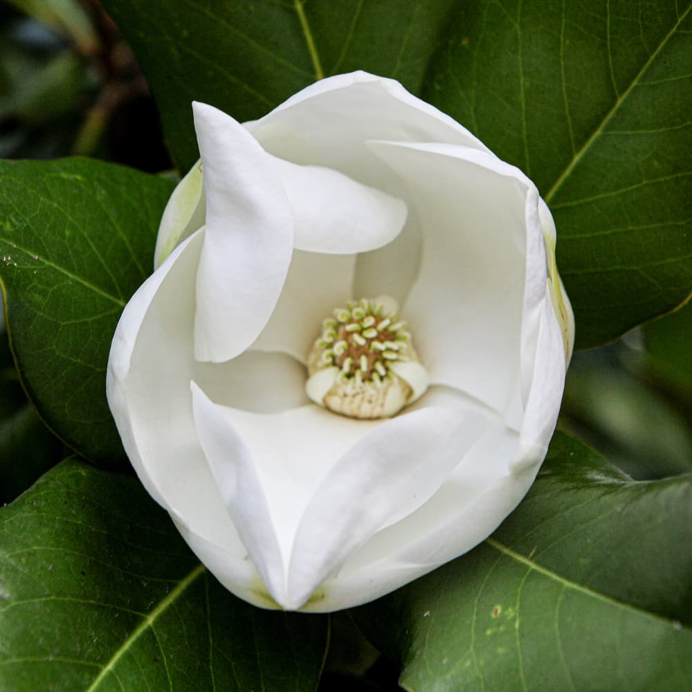 NetPS Plant Finder (www.netpsplantfinder.com)