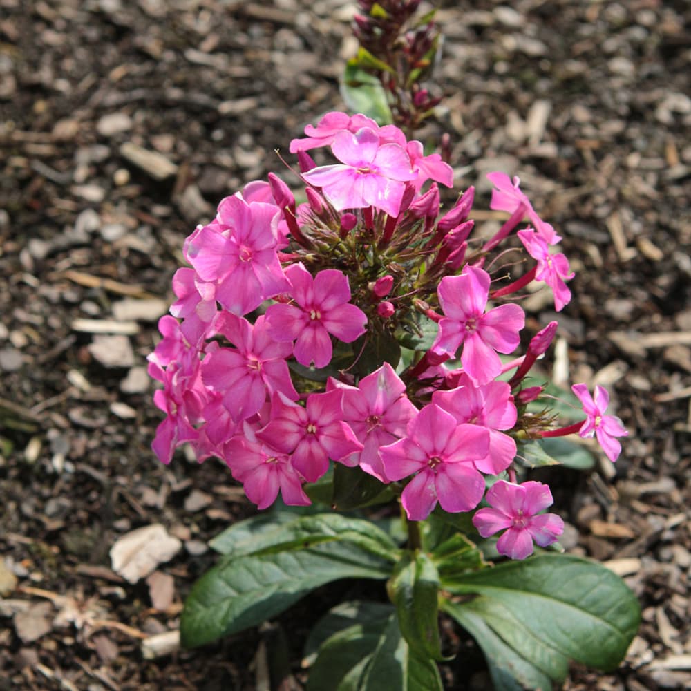 NetPS Plant Finder (www.netpsplantfinder.com)