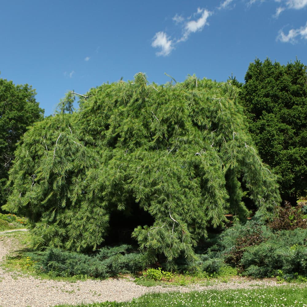 NetPS Plant Finder (www.netpsplantfinder.com)