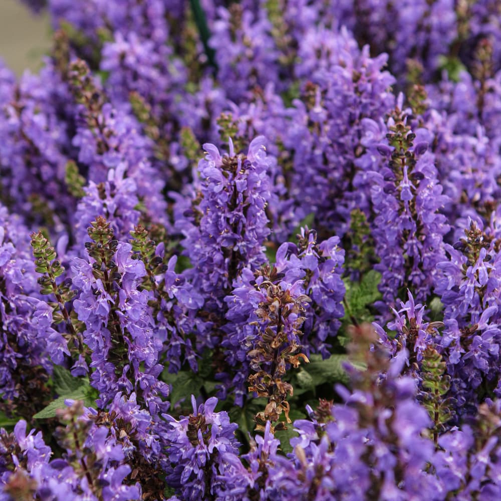 NetPS Plant Finder (www.netpsplantfinder.com)