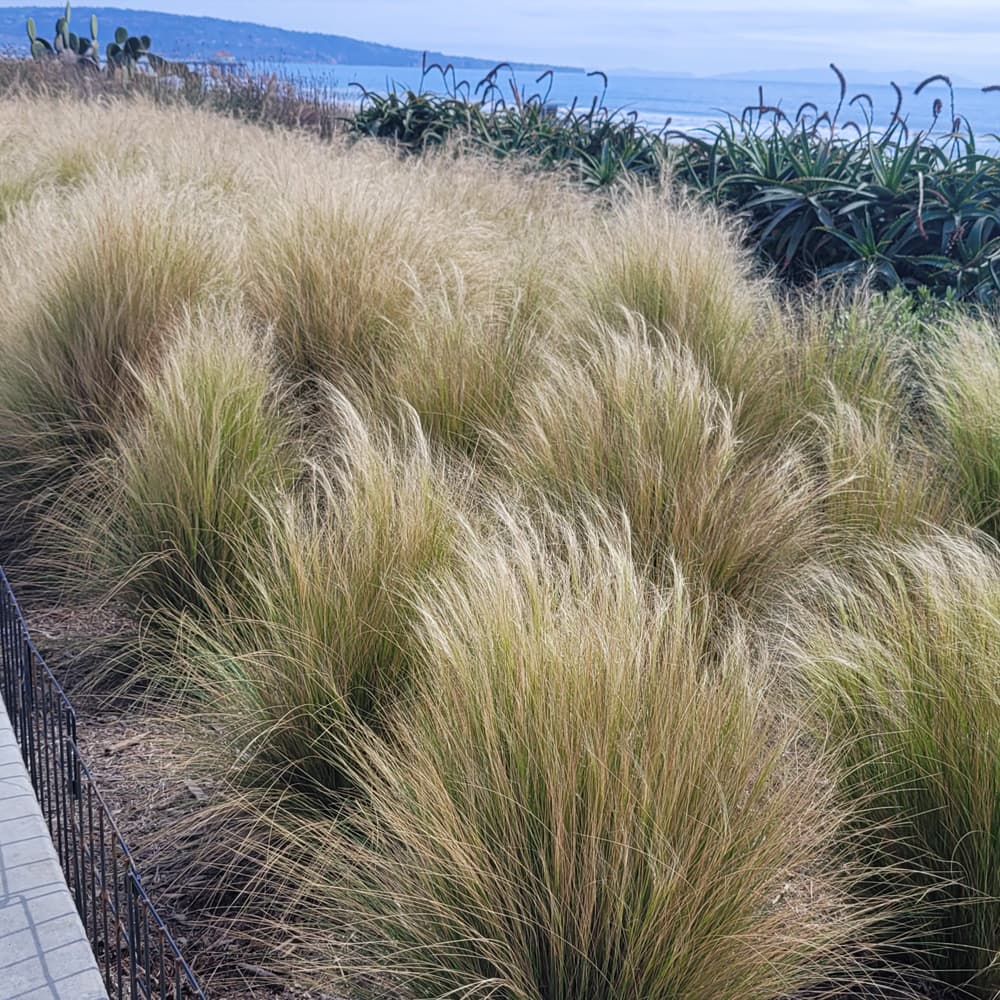 NetPS Plant Finder (www.netpsplantfinder.com)