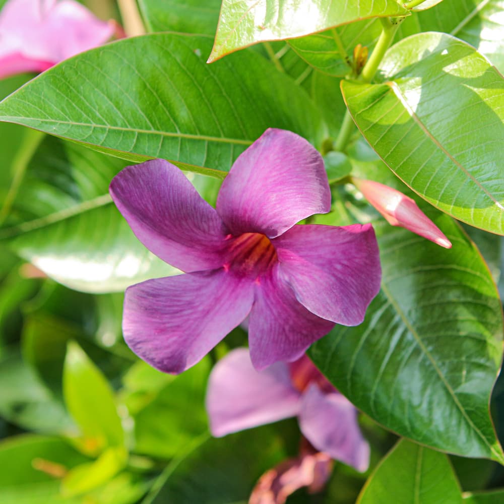 NetPS Plant Finder (www.netpsplantfinder.com)