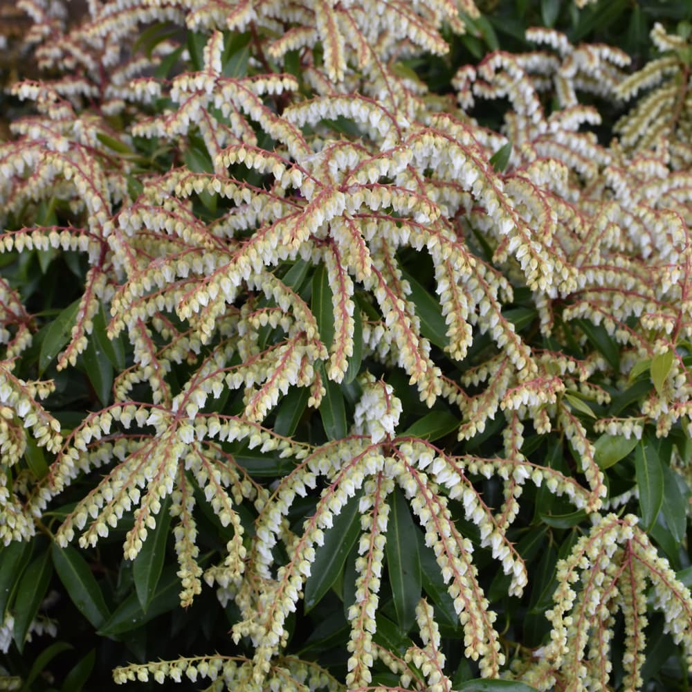 NetPS Plant Finder (www.netpsplantfinder.com)