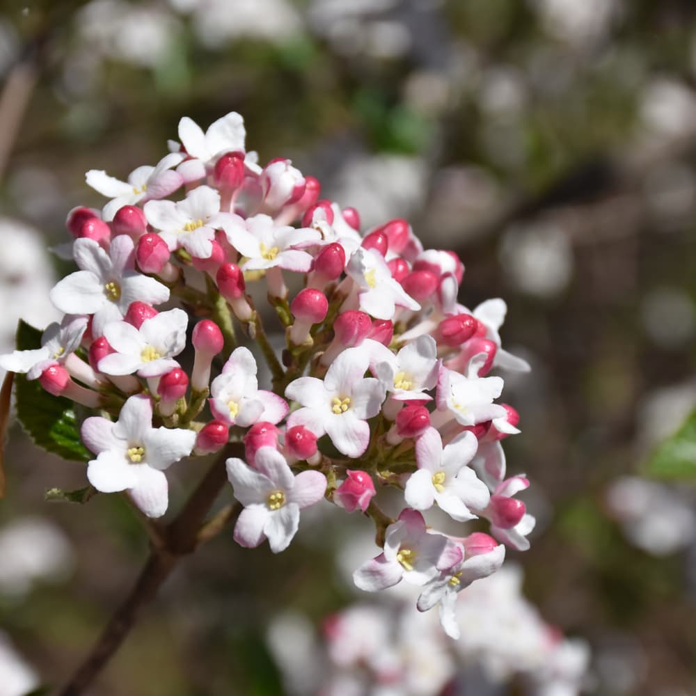 NetPS Plant Finder (www.netpsplantfinder.com)