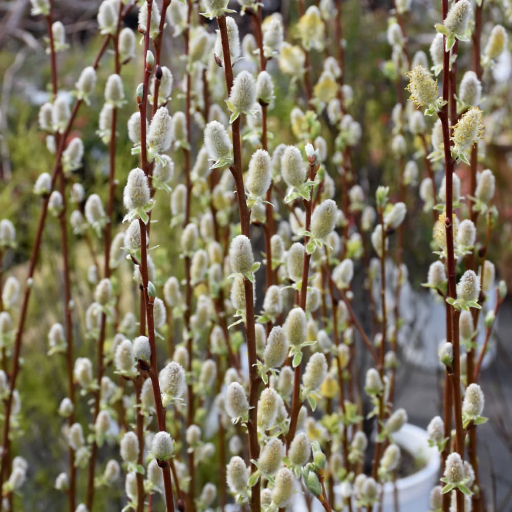 NetPS Plant Finder (www.netpsplantfinder.com)