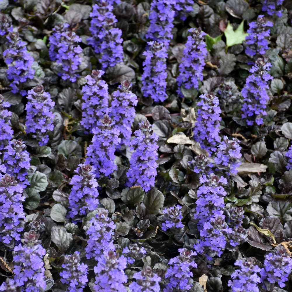 NetPS Plant Finder (www.netpsplantfinder.com)