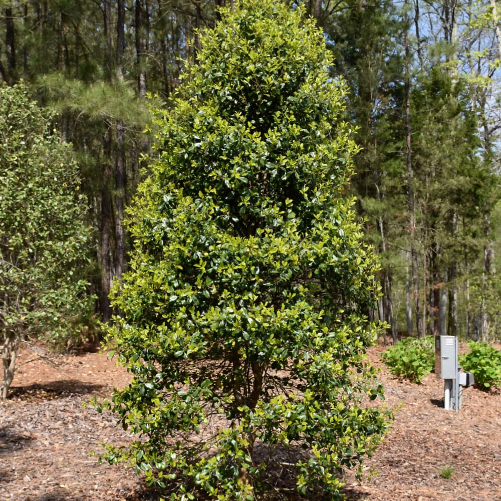 NetPS Plant Finder (www.netpsplantfinder.com)