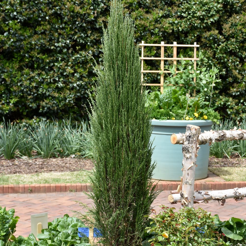 NetPS Plant Finder (www.netpsplantfinder.com)