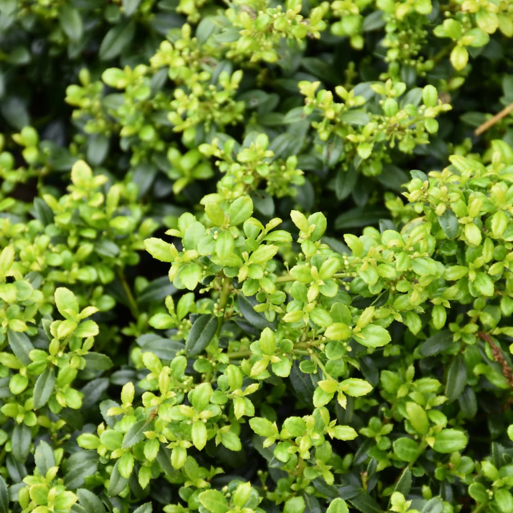 NetPS Plant Finder (www.netpsplantfinder.com)