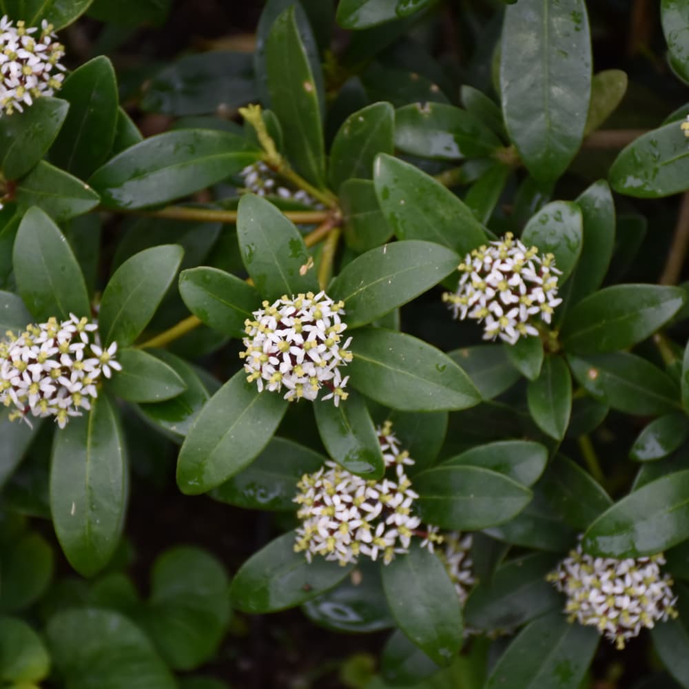 NetPS Plant Finder (www.netpsplantfinder.com)