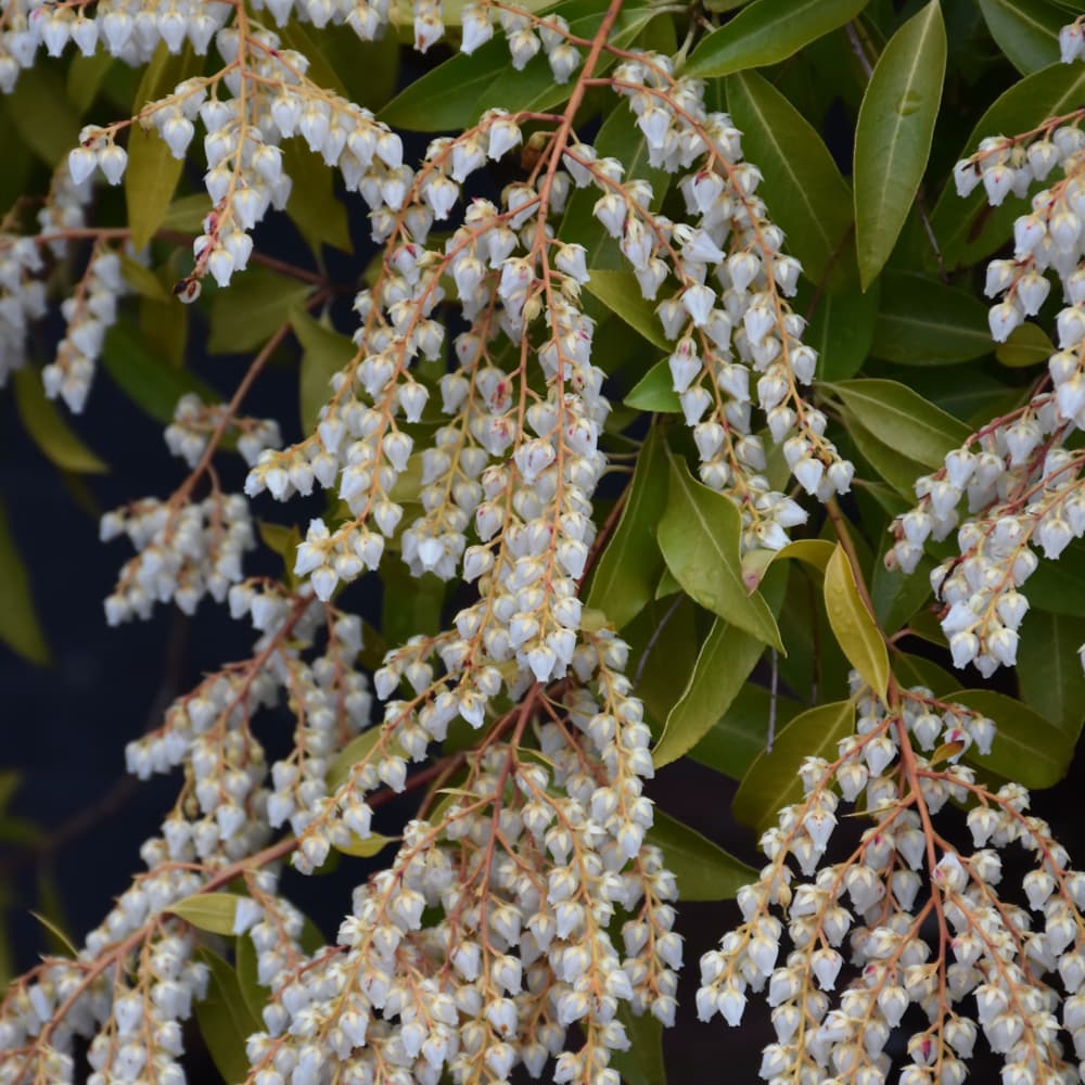 NetPS Plant Finder (www.netpsplantfinder.com)