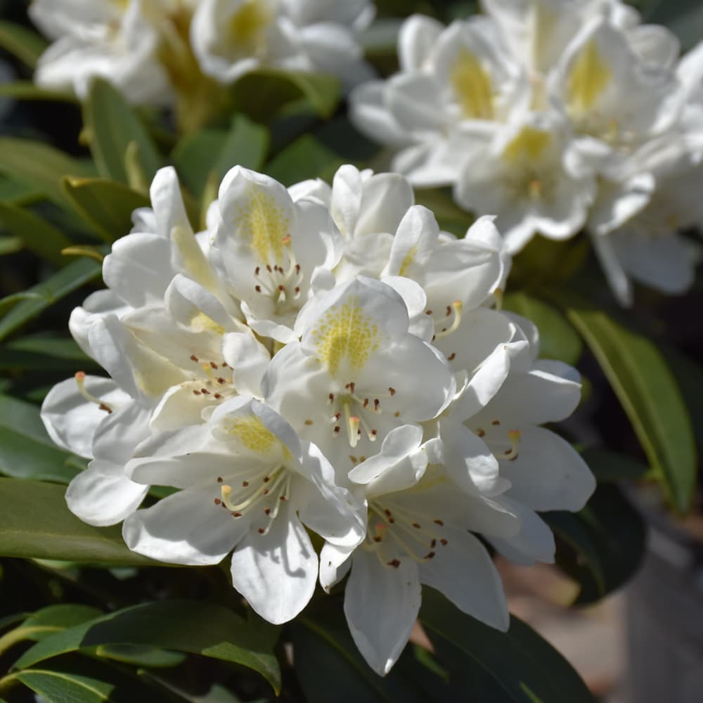 NetPS Plant Finder (www.netpsplantfinder.com)