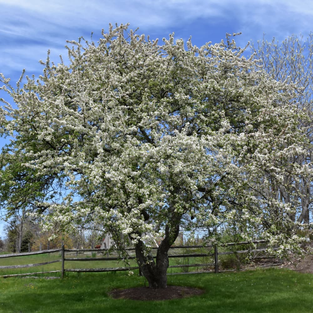 NetPS Plant Finder (www.netpsplantfinder.com)