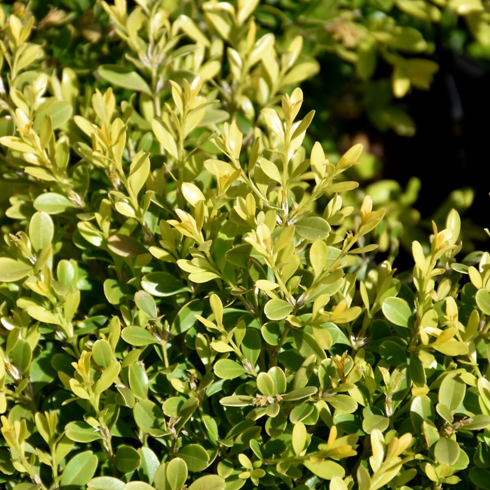 NetPS Plant Finder (www.netpsplantfinder.com)