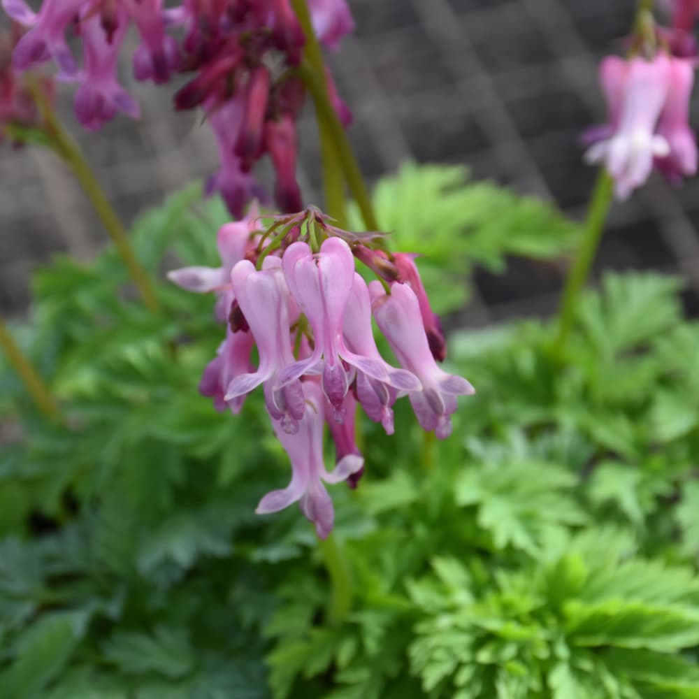 NetPS Plant Finder (www.netpsplantfinder.com)