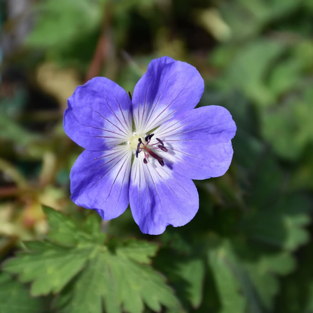 NetPS Plant Finder (www.netpsplantfinder.com)