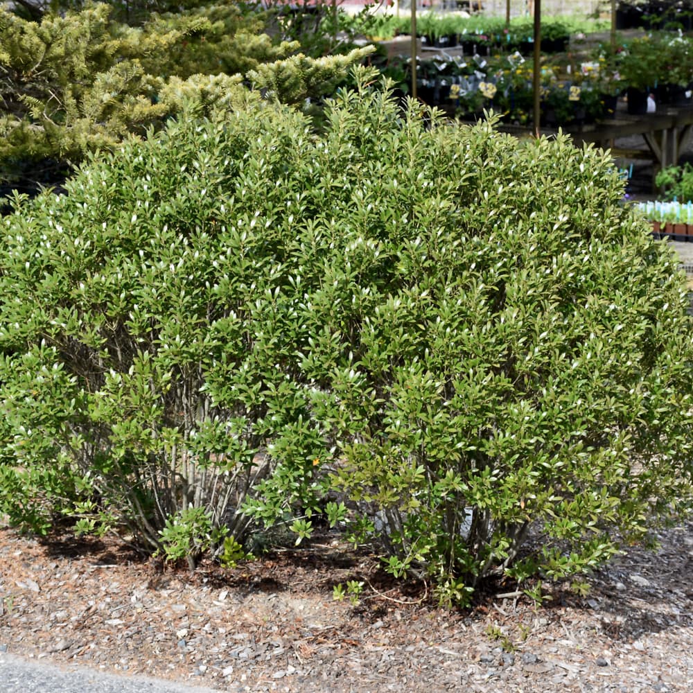 NetPS Plant Finder (www.netpsplantfinder.com)