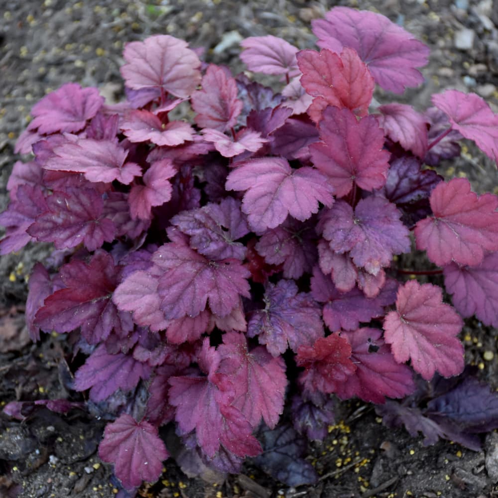 NetPS Plant Finder (www.netpsplantfinder.com)