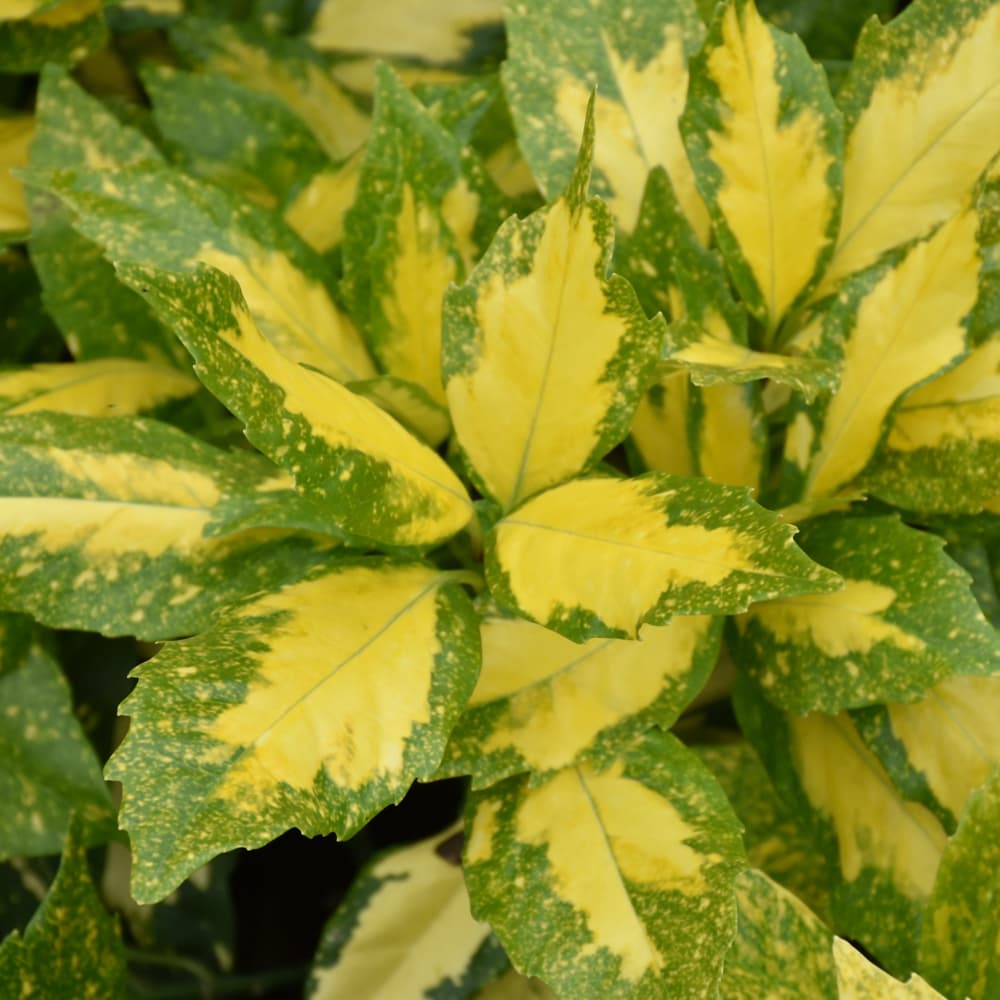 NetPS Plant Finder (www.netpsplantfinder.com)