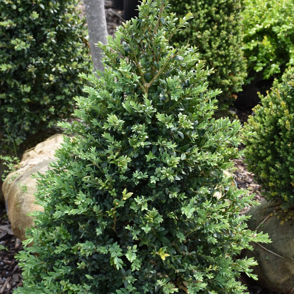 NetPS Plant Finder (www.netpsplantfinder.com)