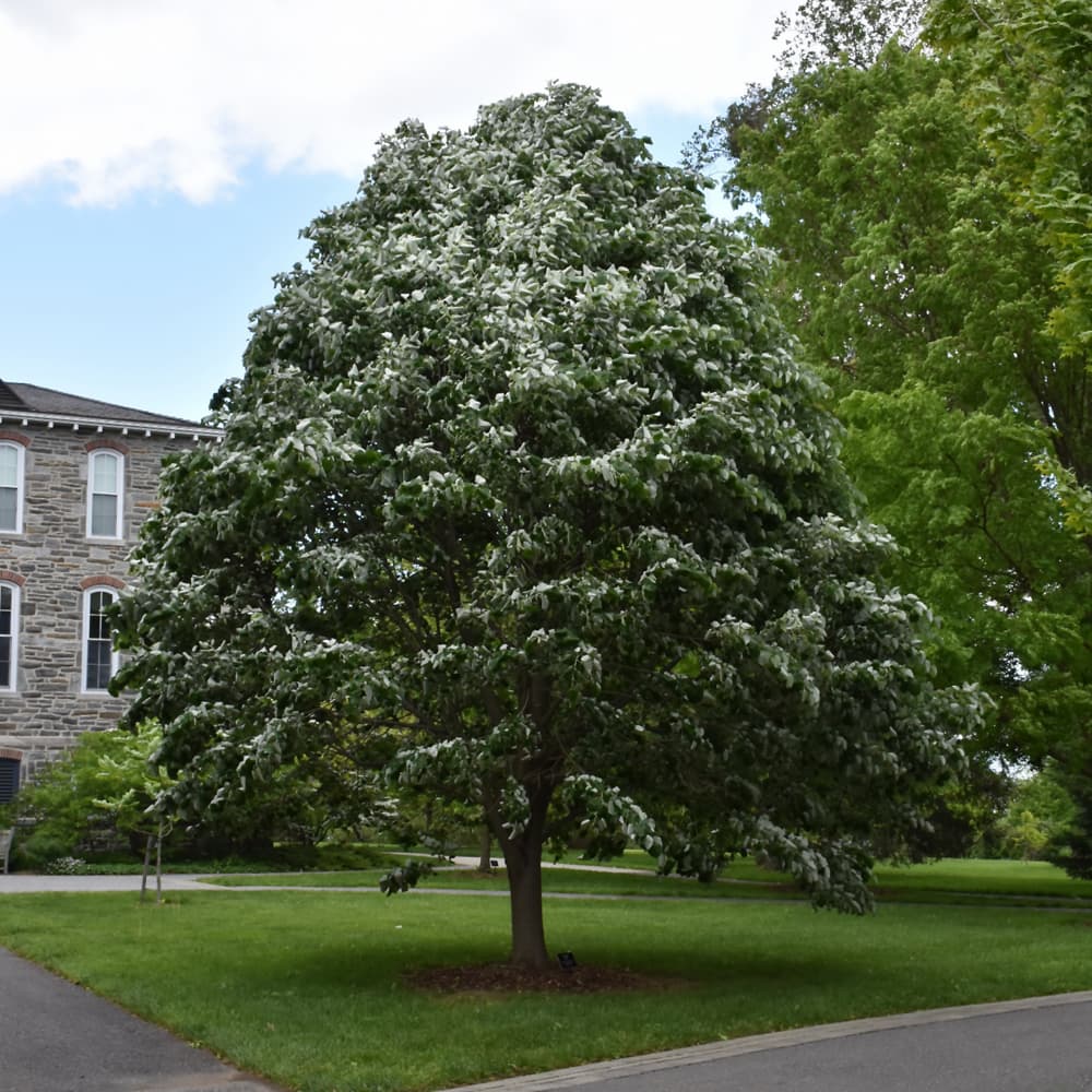 NetPS Plant Finder (www.netpsplantfinder.com)