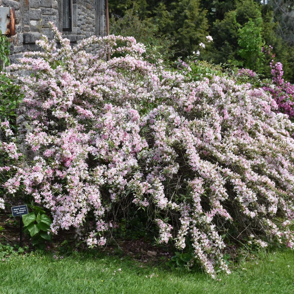 NetPS Plant Finder (www.netpsplantfinder.com)