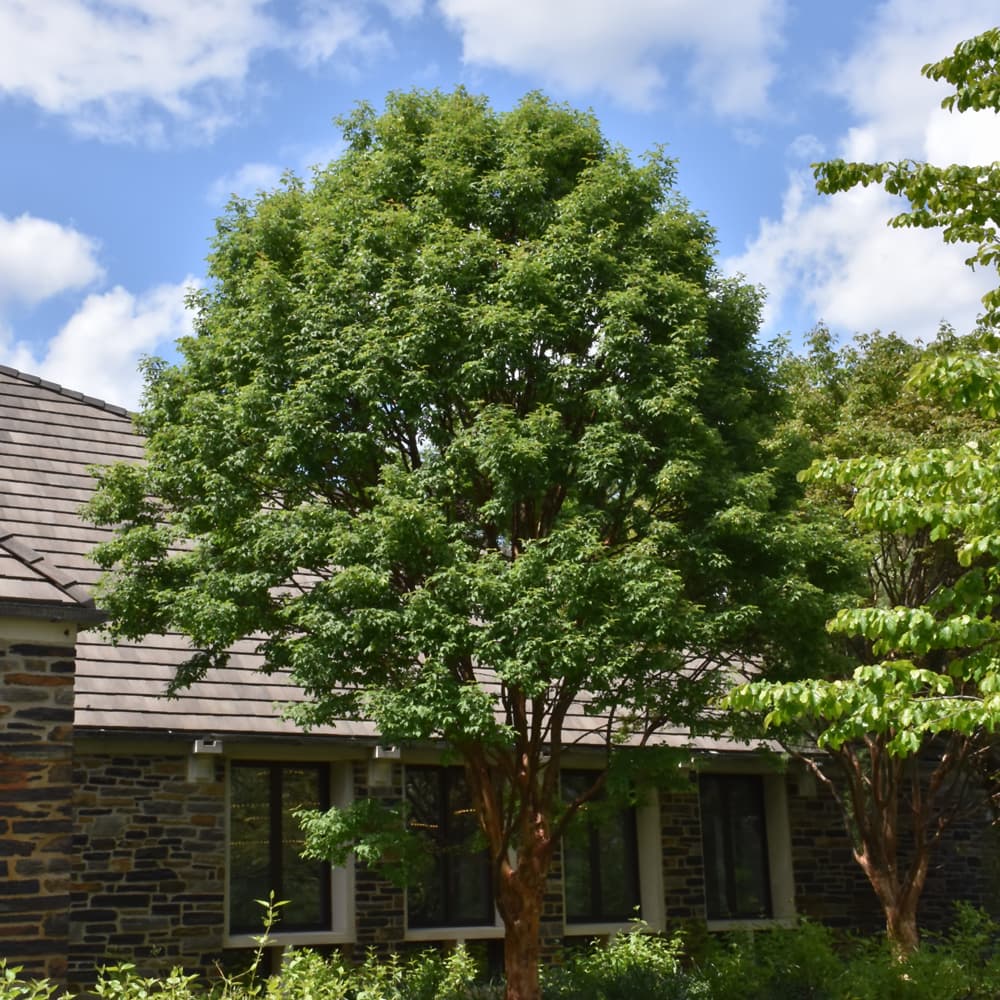 NetPS Plant Finder (www.netpsplantfinder.com)