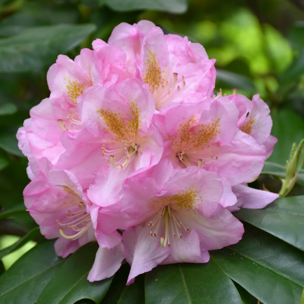 NetPS Plant Finder (www.netpsplantfinder.com)