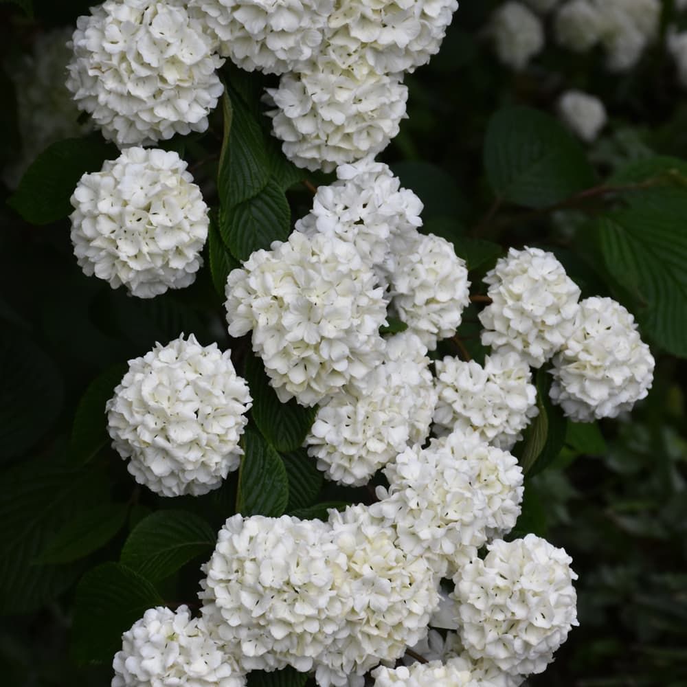 NetPS Plant Finder (www.netpsplantfinder.com)