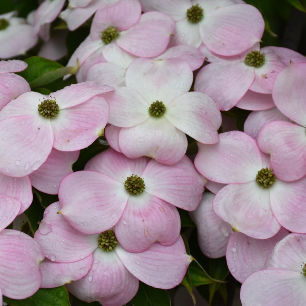 NetPS Plant Finder (www.netpsplantfinder.com)
